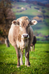 Naklejka na ściany i meble beautiful young cow on pasture. cow on a meadow