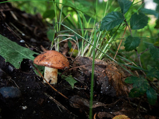 a small edible mushroom grows on the ground next to a thicket of grass