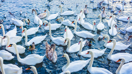 Beautiful swans swim on a  lake in winter