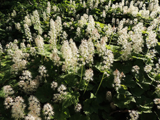 Coolwort or foam flower, Tiarella cordifolia,  during flowering