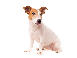 dog jack russell terrier looks up on a white background