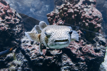 Fototapeta premium Fish diodon in the aquarium. Beautiful fish diodon.