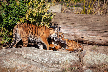 Naklejka na ściany i meble A tiger sitting in a zoo on the rocks