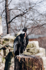 Andean condor sits on an old log cabin tree