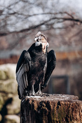 Andean condor sits on an old log cabin tree