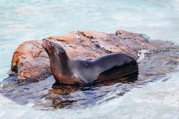 Sea lion on a rock in the sea basking in the sun
