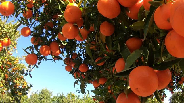 Oranges hanging on branches fruit orchard. Close up of ripe and juicy oranges oe tangerines in fruit plantation. Oranges branch in a fruit garden. Tangerines fruit tree background