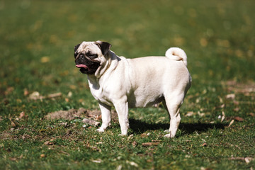 Pug walks in the Park in warm summer weather