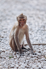 Maimun monkey in the national Park. Maimum monkey sitting on a rock.