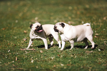 Two funny pug walks in the Park in summer