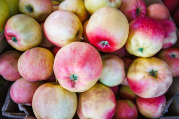 Red apples background, freshly picked tasty fruits