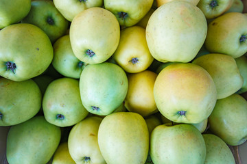 Background of green apples. Lots of green apples. Beautiful background of green apples