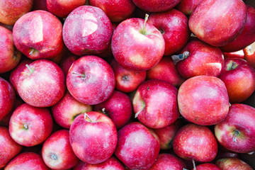 Red apples background, freshly picked tasty fruits