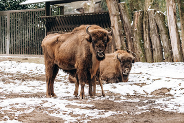 Bison in the reserve. Representatives of wild European bulls in the winter forest. Brown European Bison in winter