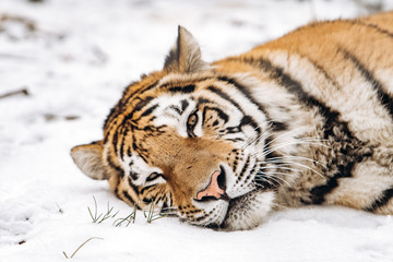Tiger lying on the snow covered ground