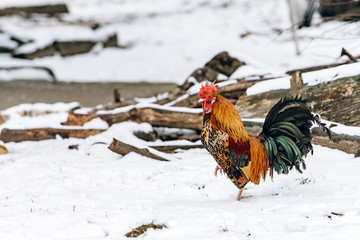 Beautiful homemade cock walks in the Park on a winter day.