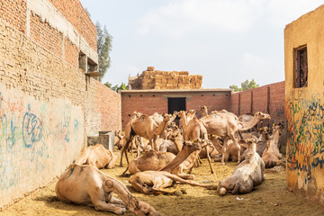 Camels at the Souq al-Gamaal weekly camel market