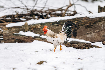 Beautiful homemade cock walks in the Park on a winter day.