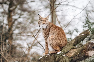 Ingelijste posters Lynx klimt in bomen op een zonnige winterdag © EwaStudio