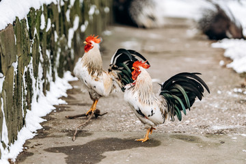 A beautiful domestic hen and a rooster walk in the Park on a winter day.