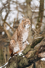 Lynx climbs trees on a Sunny winter day
