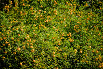 mandarin fruits on a tree. Orange tree. fresh orange on plant