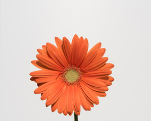 fiore isolato di gerbera arancio su fondo bianco