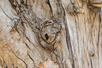 Knot in tree in Alexandria