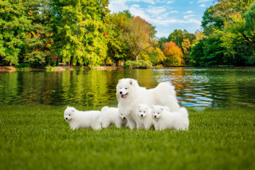 Samoyed  dog with puppies. Portrait of beautiful  dogs on beautiful landscape.