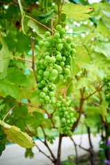 Ripe grapes on branch with leaves in wine region