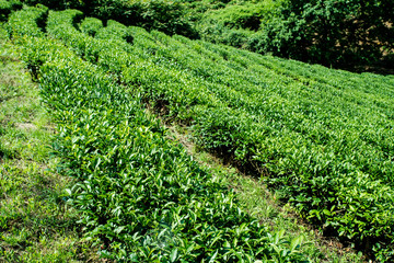 Green tea farm in spring. Tea plantation