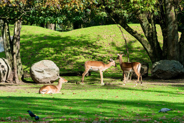 Roe Deer in the Forest. Two wild animals standing close together.