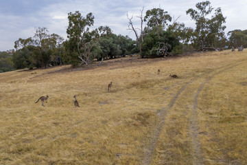 Fototapeta na wymiar A small mob of Kangaroos on dry brown grass in the Australian outback