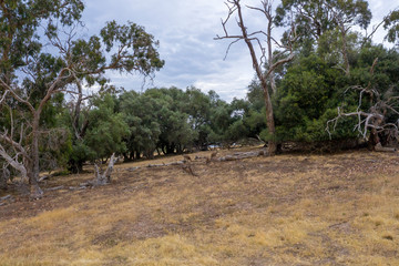 A small mob of Kangaroos on dry brown grass in the Australian outback