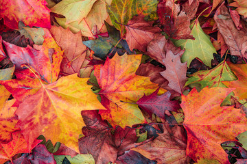 Naklejka na ściany i meble colorful autumn leaves background
