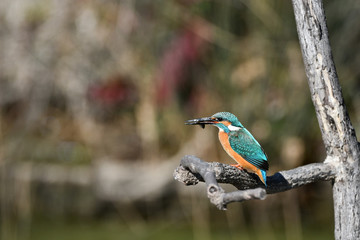 カワセミの食事
