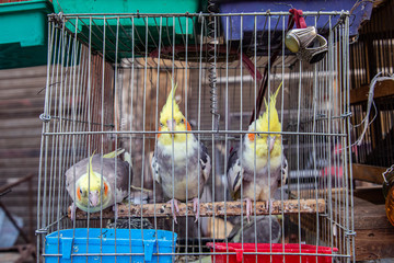 Birds for sale at the Souk al Gomaa Friday market