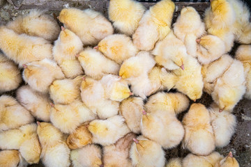 Chicks for sale at the Souk al Gomaa Friday market in Cairo