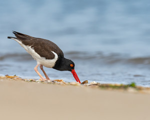 An American Oystercatcher hunting for shellfish.
