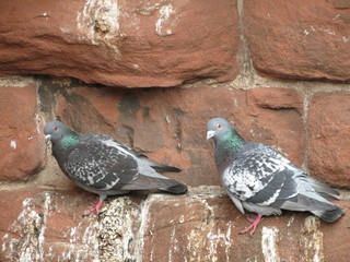 Two pigeons on brick wall