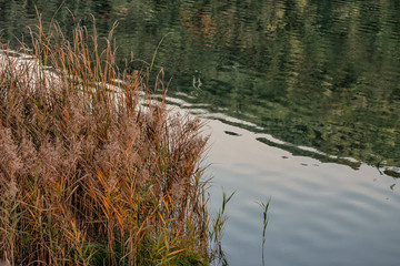 Rushes along a Lake Shore