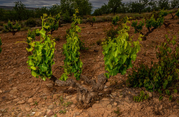 Fototapeta na wymiar vines in vines in Spain in May