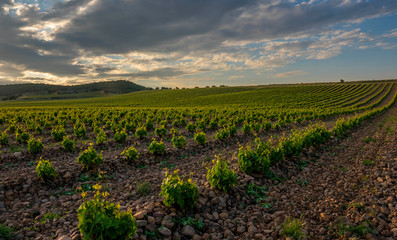 sunset in the vineyards vines in spring