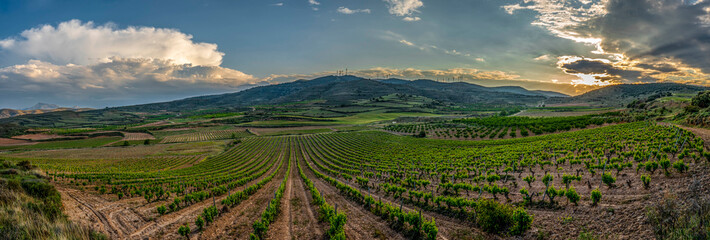 sunset in the vineyards vines in spring
