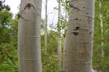 birch trees