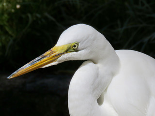White egret bird head closeup in Florida