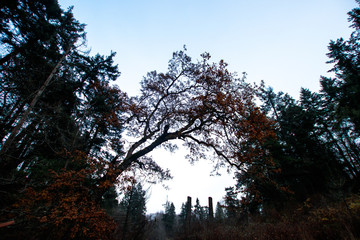 Tall Trees in the Winter Forest