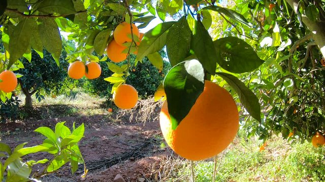 Oranges hanging on branches fruit orchard. Close up of ripe and juicy oranges oe tangerines in fruit plantation. Oranges branch in a fruit garden. Tangerines fruit tree background
