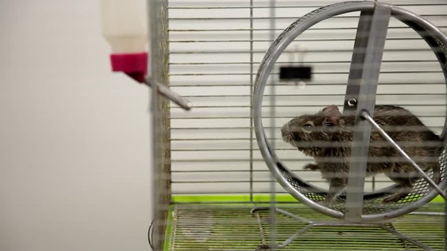 Rodent degu in cell. Pets. Wheel, feed. / To moderators: there is no logo -- the word '' hamster'' is just a inscription
