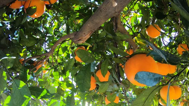 Oranges hanging on branches fruit orchard. Close up of ripe and juicy oranges oe tangerines in fruit plantation. Oranges branch in a fruit garden. Tangerines fruit tree background